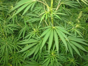 Cannabis_01_bgiu zdroj wikipedia