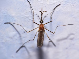 mosquito closeup