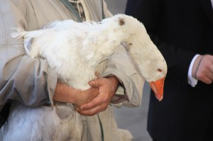 Mann hält eine Gans - Man is holding a goose