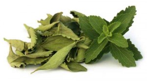 Green and dired Stevia leaves