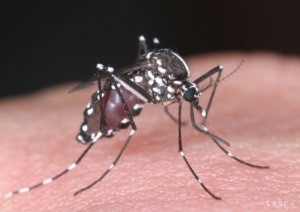 Komár tigrovaný - dengue, TASR/AP